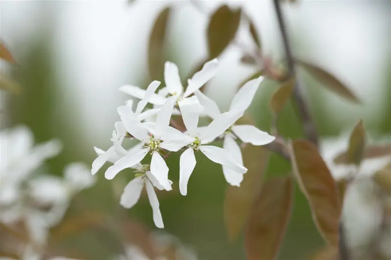 amelanchier 'ballerina' (200-250 cm) - afbeelding 3