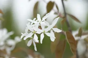 amelanchier 'ballerina' (200-250 cm) - afbeelding 3