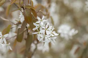 amelanchier 'ballerina' (200-250 cm) - afbeelding 4