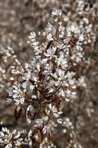 amelanchier can. 'rainbow pillar' (175-200 cm) - afbeelding 5