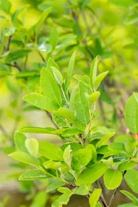 amelanchier can. 'rainbow pillar' (175-200 cm) - afbeelding 5