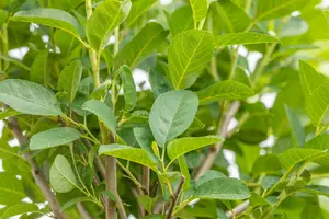 amelanchier can. 'rainbow pillar' (175-200 cm) - afbeelding 3
