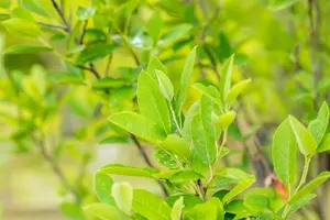 amelanchier can. 'rainbow pillar' (175-200 cm) - afbeelding 4
