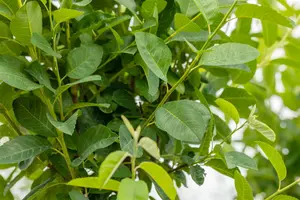 amelanchier can. 'rainbow pillar' (175-200 cm) - afbeelding 2