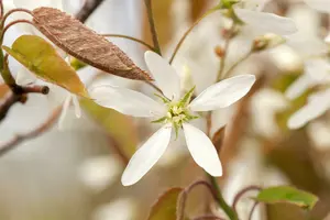 Amelanchier lamarckii 150-175   DKL MRST - afbeelding 5