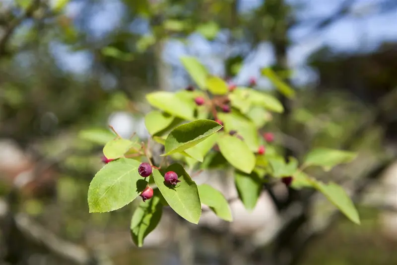 Amelanchier lamarckii 200-225   C70 MRST - afbeelding 3