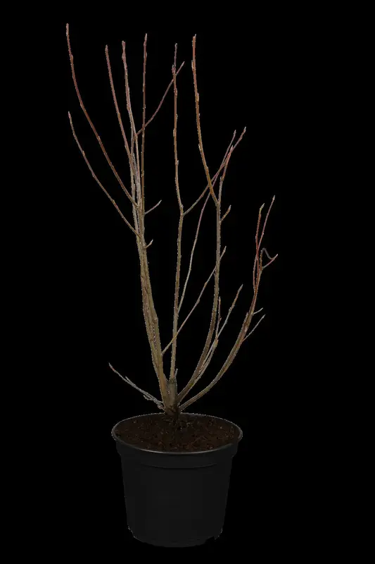amelanchier lamarckii (80-100 cm) - afbeelding 1