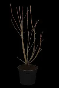amelanchier lamarckii (80-100 cm) - afbeelding 1