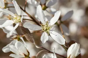 amelanchier lamarckii (80-100 cm) - afbeelding 5