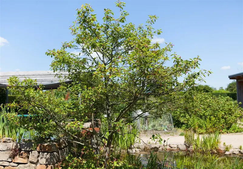 amelanchier lamarckii (80-100 cm) - afbeelding 2