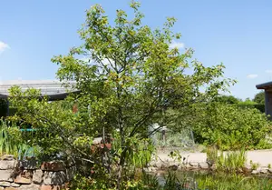 amelanchier lamarckii (80-100 cm) - afbeelding 2