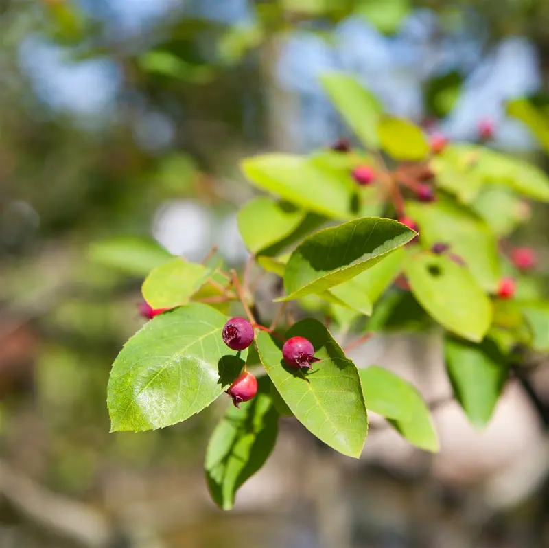amelanchier lamarckii (80-100 cm) - afbeelding 3