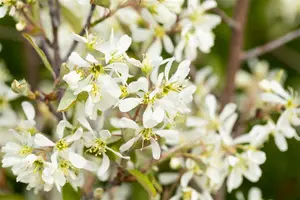 Amelanchier lamarckii STAM/100 C10 - afbeelding 5