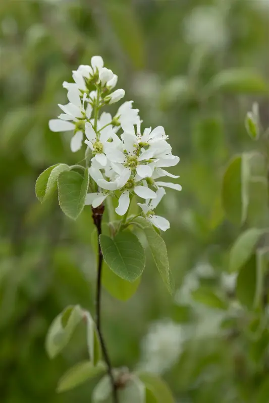 amelanchier ovalis ( rotundifolia) (40- 60cm) - afbeelding 1