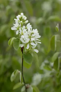 amelanchier ovalis ( rotundifolia) (40- 60cm) - afbeelding 5