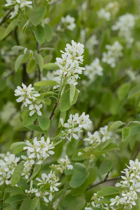 amelanchier ovalis ( rotundifolia) (40- 60cm) - afbeelding 2