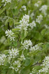 amelanchier ovalis ( rotundifolia) (40- 60cm) - afbeelding 2