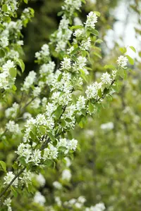 amelanchier ovalis ( rotundifolia) (40- 60cm) - afbeelding 4