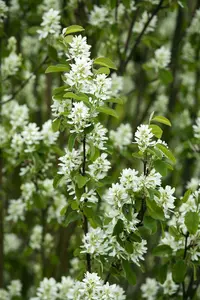 amelanchier ovalis ( rotundifolia) (40- 60cm) - afbeelding 5