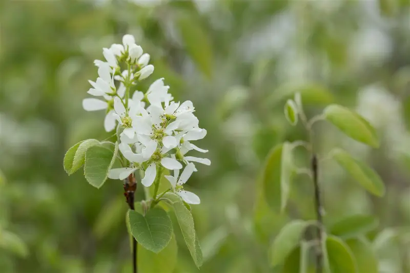 amelanchier ovalis ( rotundifolia) (40- 60cm) - afbeelding 3