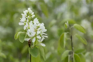amelanchier ovalis ( rotundifolia) (60- 90cm) - afbeelding 3