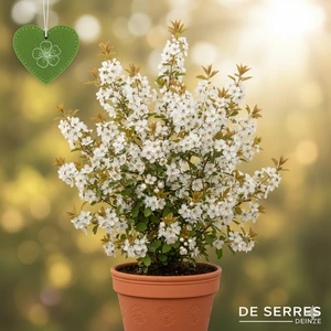 Amelanchier spicata C (40- 50)