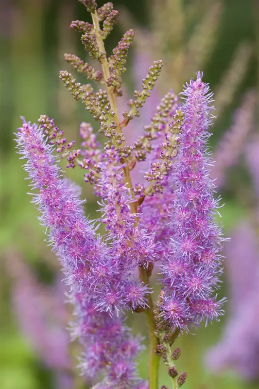 astilbe (a) 'amethyst' P9 - afbeelding 1