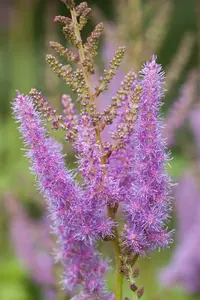 astilbe (a) 'amethyst' P9 - afbeelding 2