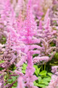 astilbe (a) 'amethyst' P9 - afbeelding 2