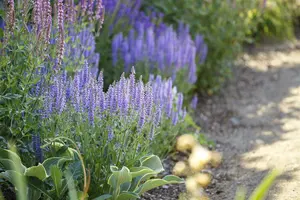 salvia nem. 'amethyst' P9
