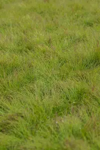 festuca amethystina P9 - afbeelding 4