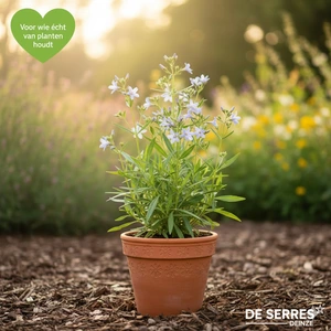 Amsonia illustris P9