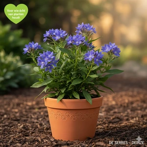 Amsonia tabernaemontana 'Blue Ice' P9