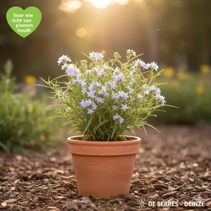 Amsonia tabernaemontana var. salicifolia P9