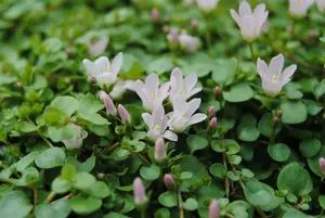 Anagallis tenella P9