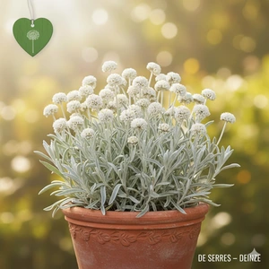 Anaphalis alpicola P9