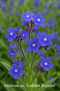 Anchusa az. 'Loddon Royalist' P9