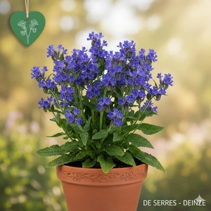 Anchusa officinalis P9