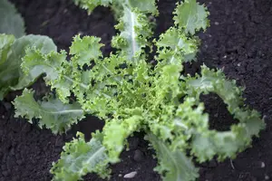 andijvie breedblad gele volhart  - afbeelding 2