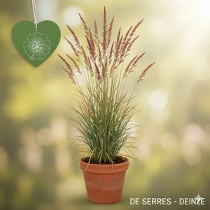 Andropogon gerardii 'Präriesommer' P9