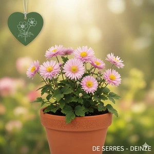 Anemone blanda 'Pink Star' P9