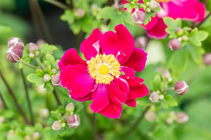 Anemone hup. 'Ariel' P9 - afbeelding 1