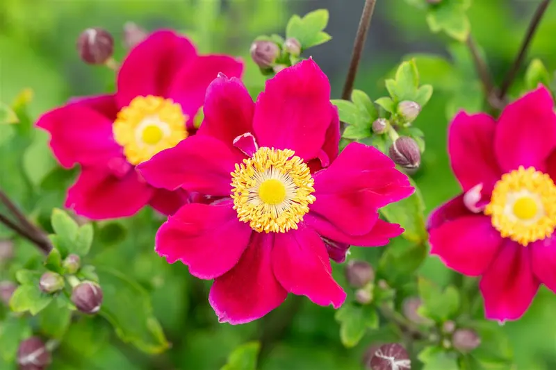 Anemone hup. 'Ariel' P9 - afbeelding 2