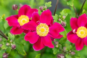 Anemone hup. 'Ariel' P9 - afbeelding 2