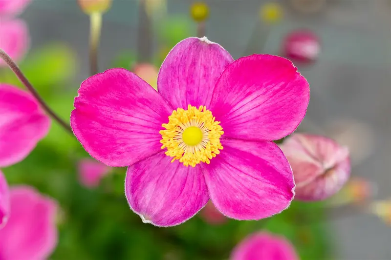 Anemone hup. 'Jasmine' P9 - afbeelding 1