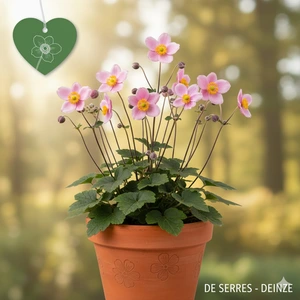 Anemone hupehensis 'Little Princess'® P9