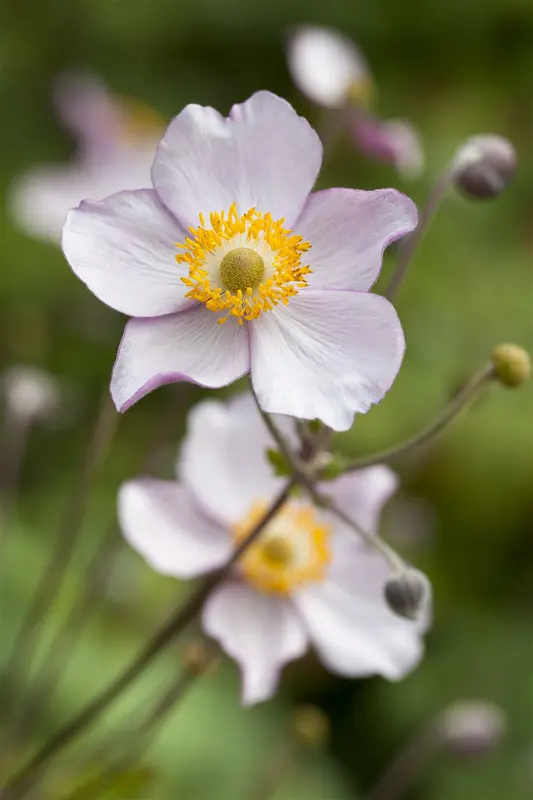 Anemone hup. 'Pretty Lady Maria' P9 - afbeelding 2