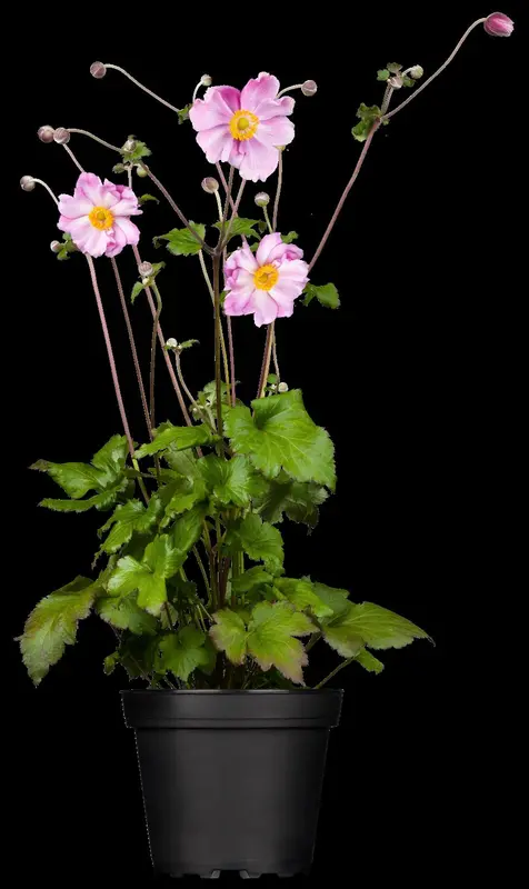 Anemone hup. 'Pretty Lady Maria' P9 - afbeelding 1