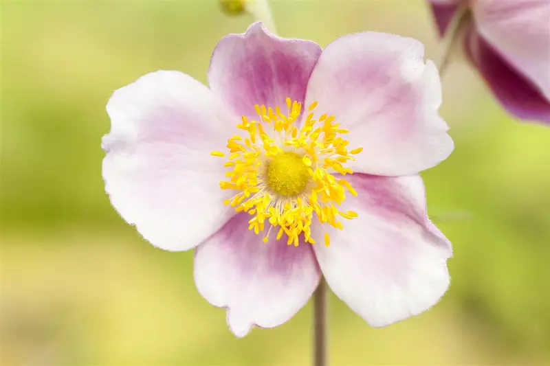 Anemone hup. 'Robustissima' P9