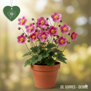 Anemone hupehensis 'Splendens' C2